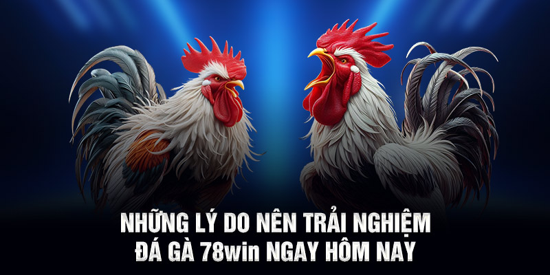 Những lý do nên trải nghiệm đá gà 78WIN ngay hôm nay