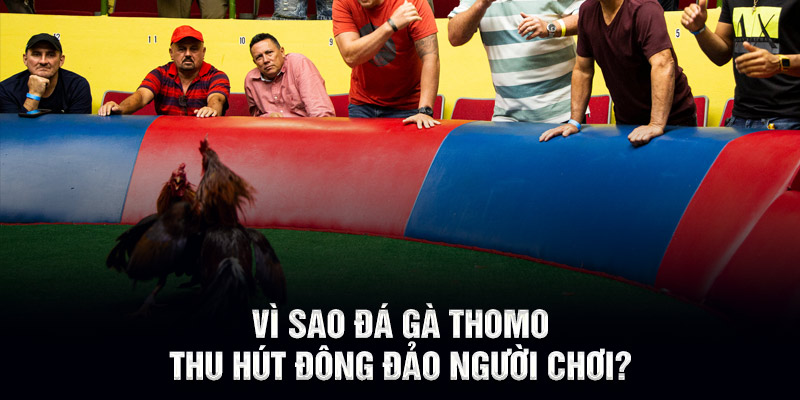 Vì sao đá gà Thomo thu hút đông đảo người chơi?