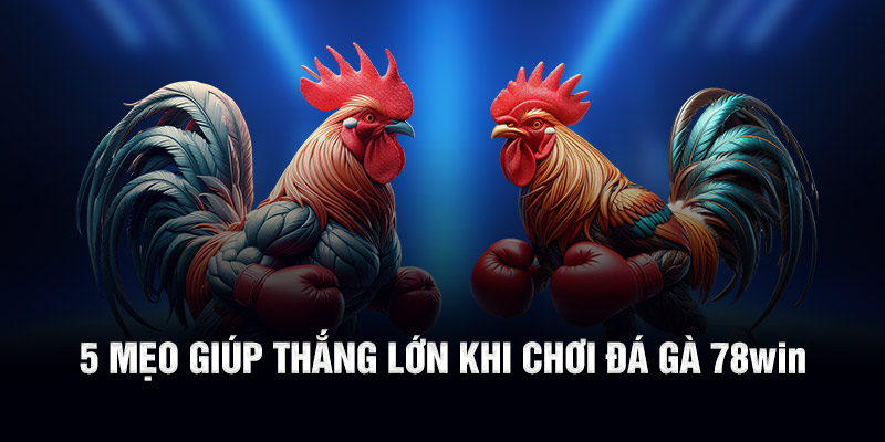 5 mẹo giúp thắng lớn khi chơi đá gà 78WIN